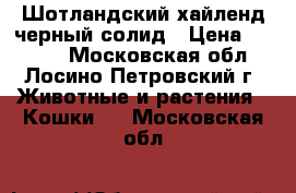 Шотландский хайленд черный солид › Цена ­ 1 500 - Московская обл., Лосино-Петровский г. Животные и растения » Кошки   . Московская обл.